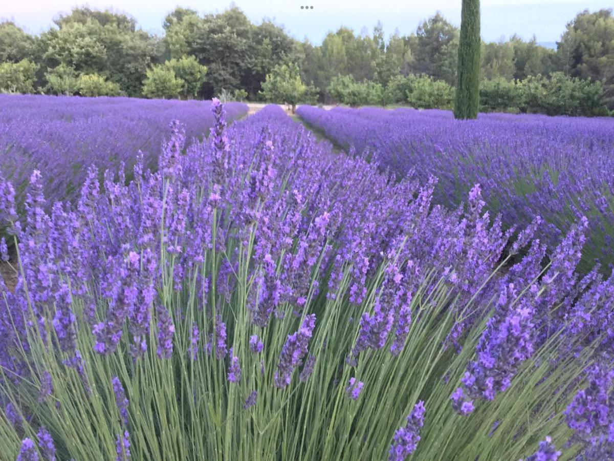 Lovely Views In Secret Provence Joucas Buitenkant foto